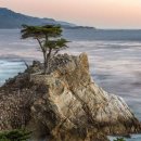 사이프러스 이미지