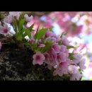 Frédéric Chopin - Spring Waltz (쇼팽-봄의왈츠) 이미지