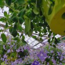 꼴통왓도그 이미지