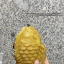 캠프라인청주점