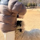 더스윙블랙 포천점 | [포천 가볼만한곳] 포천 평강랜드 마이애니멀스토리 I 테디베어소 I 블랙노즈 먹이주기 체험