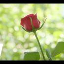 Flower Garden 이미지