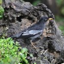 Blackbird 이미지
