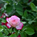 장미공원B 이미지