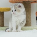 라온캣 대구고양이분양 낭만펫 강아지분양 대구점 | 대구 만촌동 고양이분양, 라온캣에서 시작된 나의 첫 인연 🐈🌿