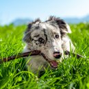 도그앤캣 이미지