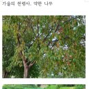'26. 07. 31(금) 출석부(가을의 전령사...) 이미지