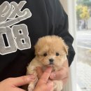 광주강아지분양 마마스미독 24시 광주봉선점 이미지