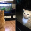 덮밥의신 이미지