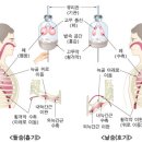 1. 흉곽호흡 이미지