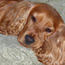 사람과애견 이미지