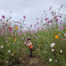 강매석교공원 코스모스축체🌸 이미지