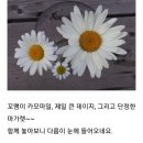 카모마일과 비슷한 꽃들 비교해볼까요? 계란꽃,데이지,카모마일,마가렛 이미지