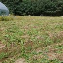 천상 농장 이미지