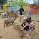 팜앤팜동물병원 | 나트랑동물원 판랑사막 단독투어 티엔티엔팜앤쥬 아이들과 동물체험 코스추천