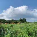 대춘목장 이미지