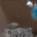 천안고양이 분양 냥블리 이미지