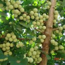 등구농장 이미지