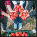 원대농장 | [주스용 추천] 따옴농장 완숙토마토 2.5kg 못난이 산지직송 후기 (최종 8천원대)