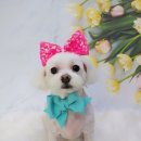 니니 애견 미용실 이미지