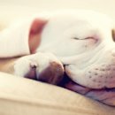 나래동물약국 이미지