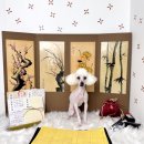 더 빛나개 이미지