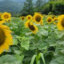 태백농원 이미지