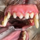 덕소동물병원 이미지