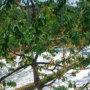 열매농장 이미지