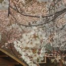 통나무펜션 이미지