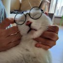 여명안경 이미지