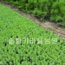 해송2로 이미지