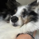 초원켄넬 | 셔틀랜드 쉽독 :: 셀티 분양 6년차 후기