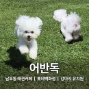 어반독 | 남포동 애견카페 뷰좋아서 엄빠도 만족 어반독