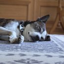 한옥스테이 단아루 이미지