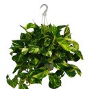 스킨답서스 (Scindapsus ; Pothos) 이미지