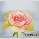 꽃그림 색연필화(보타니컬 아트) 이미지