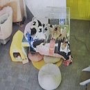 내포조은동물병원 이미지