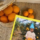 제주 황금향 산지직송 배달 솔직 후기! 12월 제철과일