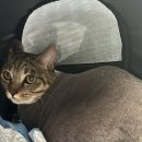 고양이미용연구소 이미지