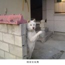 모