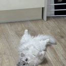 진영이네조개구이 | 6