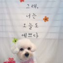 온리 펫살롱 이미지