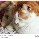 묘르신 이미지
