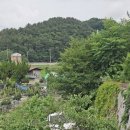 20260704 중동할매집 매실나무 이미지