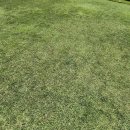 코스카cc 이미지