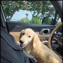 강아지분양 고양이분양 멍앤냥 수원점 이미지