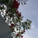 부인농원 이미지