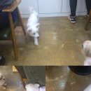 왈왈애견미용샵 이미지