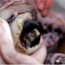 멕시코 대왕오징어 빨판, 이빨 확대.jpg 이미지